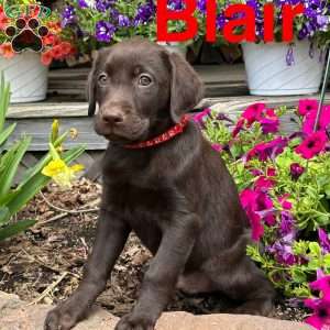 Blair, Chocolate Labrador Retriever Puppy